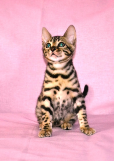Photo №1. bengal cat - for sale in the city of Ryazan | 549$ | Announcement № 4248