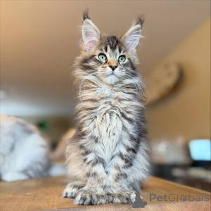 Photo №2 to announcement № 164780 for the sale of maine coon - buy in Germany private announcement, breeder