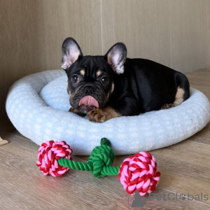 Photo №1. french bulldog - for sale in the city of ALAVUS | 568$ | Announcement № 169150