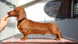 Photo №2 to announcement № 5724 for the sale of dachshund - buy in Italy breeder