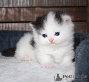 Photo №1. munchkin - for sale in the city of RadeBeul | 329$ | Announcement № 148549