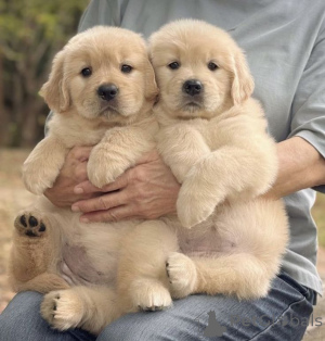 Photo №2 to announcement № 168817 for the sale of labrador retriever - buy in United States private announcement