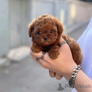 Photo №2 to announcement № 139163 for the sale of poodle (toy) - buy in United States breeder