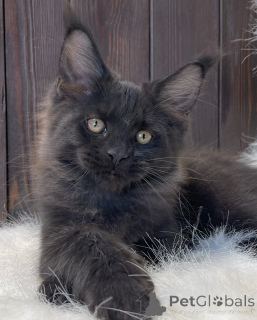 Photo №1. maine coon - for sale in the city of BELFAST | negotiated | Announcement № 160662