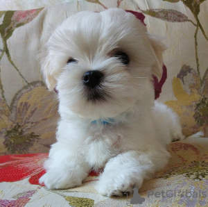 Photo №1. maltese dog - for sale in the city of Kiev | 1500$ | Announcement № 13952