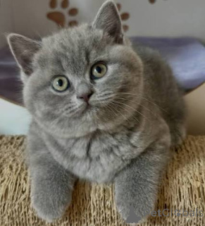 Photo №3. Our British Shorthair Kittens Are Pure bred Litter.. United Kingdom