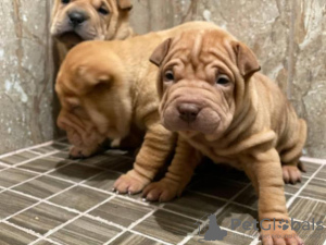 Photo №1. shar pei - for sale in the city of Klagenfurt | negotiated | Announcement № 91587