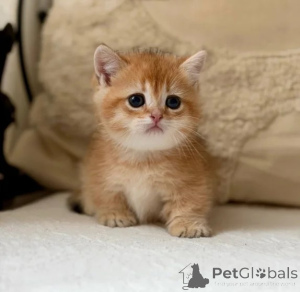 Photo №1. munchkin - for sale in the city of Bad Münsteerefel | 361$ | Announcement № 177648