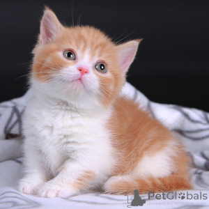 Photo №1. munchkin - for sale in the city of Berlin | negotiated | Announcement № 177820