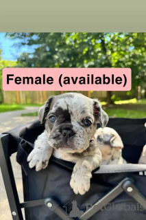 Photo №2 to announcement № 175986 for the sale of french bulldog - buy in Germany private announcement