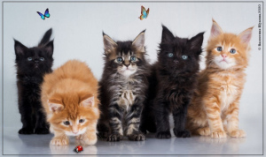 Photo №1. maine coon - for sale in the city of Omsk | negotiated | Announcement № 6936