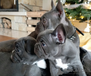 Photo №2 to announcement № 30235 for the sale of french bulldog - buy in Germany breeder