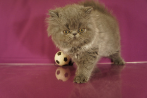 Photo №1. persian cat - for sale in the city of Kirov | Negotiated | Announcement № 5796