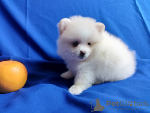 Photo №4. I will sell pomeranian in the city of Prague. breeder - price - 566$