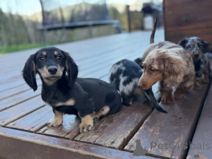 Photo №2 to announcement № 174845 for the sale of dachshund - buy in Germany breeder
