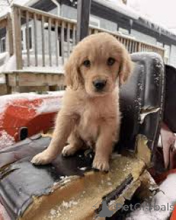 Photo №3. Golden Retriever-puppy's te koop. Netherlands