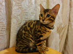 Photo №3. Bengal cat. Belarus