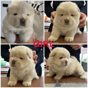 Photo №3. Dikke baby Chow Chow-puppy's. Belgium