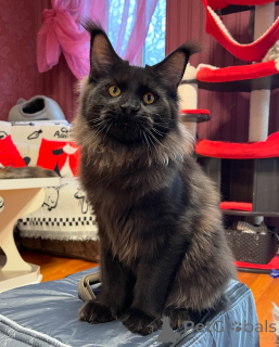 Photo №1. maine coon - for sale in the city of Dejret | negotiated | Announcement № 155323