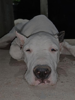 Additional photos: Dogo Argentino puppies