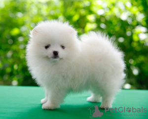 Photo №1. pomeranian - for sale in the city of Heidelberg | 370$ | Announcement № 88503