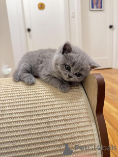 Photo №1. british shorthair - for sale in the city of Frechen | 361$ | Announcement № 173627