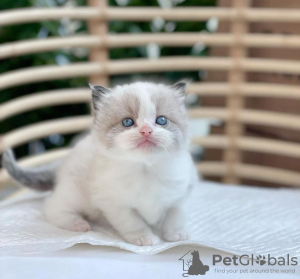 Photo №2 to announcement № 119542 for the sale of ragdoll - buy in United States private announcement