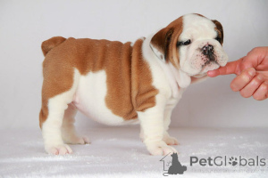 Photo №1. beagle - for sale in the city of Central Athens | negotiated | Announcement № 158311