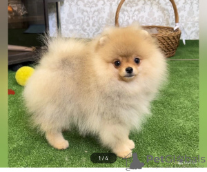 Additional photos: Pomeranian Spitz