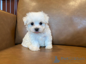 Photo №1. maltese dog - for sale in the city of Brussels | 423$ | Announcement № 121049