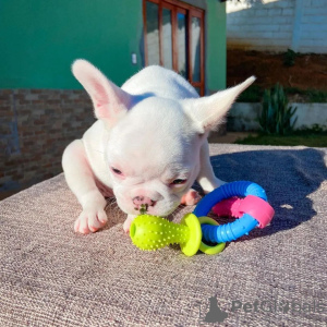 Photo №2 to announcement № 122992 for the sale of french bulldog - buy in Germany private announcement