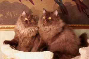 Photo №1. british longhair - for sale in the city of Minsk | 1200$ | Announcement № 4807