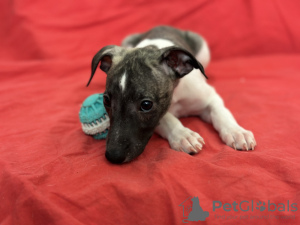 Additional photos: Whippet