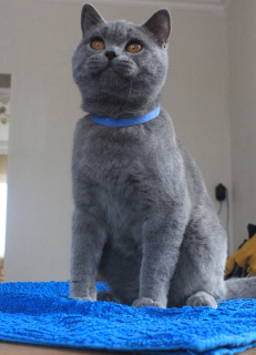Photo №2 to announcement № 3975 for the sale of british shorthair - buy in Belarus from nursery