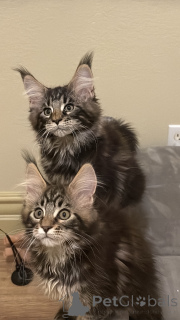 Photo №2 to announcement № 135539 for the sale of maine coon - buy in United States private announcement