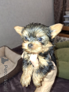 Photo №1. beaver yorkshire terrier, bichon frise, yorkshire terrier - for sale in the city of Pärnu | 723$ | Announcement № 159218