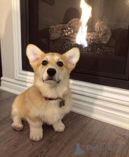 Photo №2 to announcement № 126513 for the sale of welsh corgi - buy in United Kingdom private announcement, from nursery, from the shelter, breeder