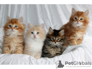 Photo №2 to announcement № 106486 for the sale of siberian cat - buy in Czech Republic 