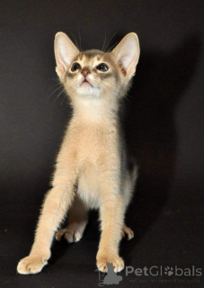 Photo №1. abyssinian cat - for sale in the city of Канталупо-Лигуре | 753$ | Announcement № 140102