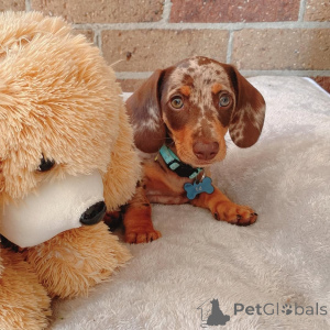 Photo №1. dachshund - for sale in the city of Texas City | negotiated | Announcement № 136725