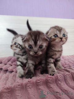 Photo №1. scottish straight - for sale in the city of Minsk | 59$ | Announcement № 145860