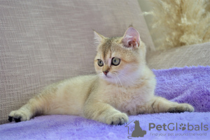 Photo №4. I will sell british shorthair in the city of Minsk. from nursery - price - negotiated