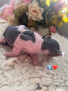 Photo №2 to announcement № 137102 for the sale of sphynx-katze - buy in Russian Federation breeder