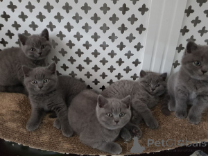 Photo №3. Blue British Shorthair Kittens. Germany