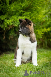 Photo №2 to announcement № 69327 for the sale of american akita - buy in Ukraine breeder