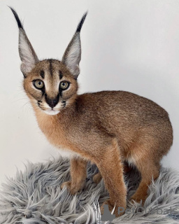 Photo №1. caracal - for sale in the city of Berlin | negotiated | Announcement № 83027