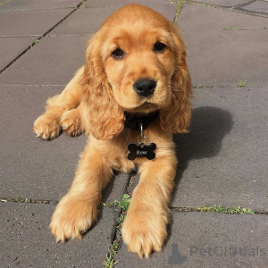 Photo №1. english cocker spaniel - for sale in the city of Kivik | 1032$ | Announcement № 168266
