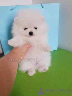 Photo №2 to announcement № 91912 for the sale of pomeranian - buy in Georgia private announcement, from nursery