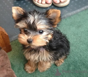 Photo №2 to announcement № 165299 for the sale of yorkshire terrier - buy in Finland 