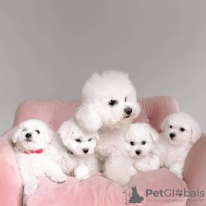 Photo №2 to announcement № 84222 for the sale of bichon frise - buy in Finland private announcement